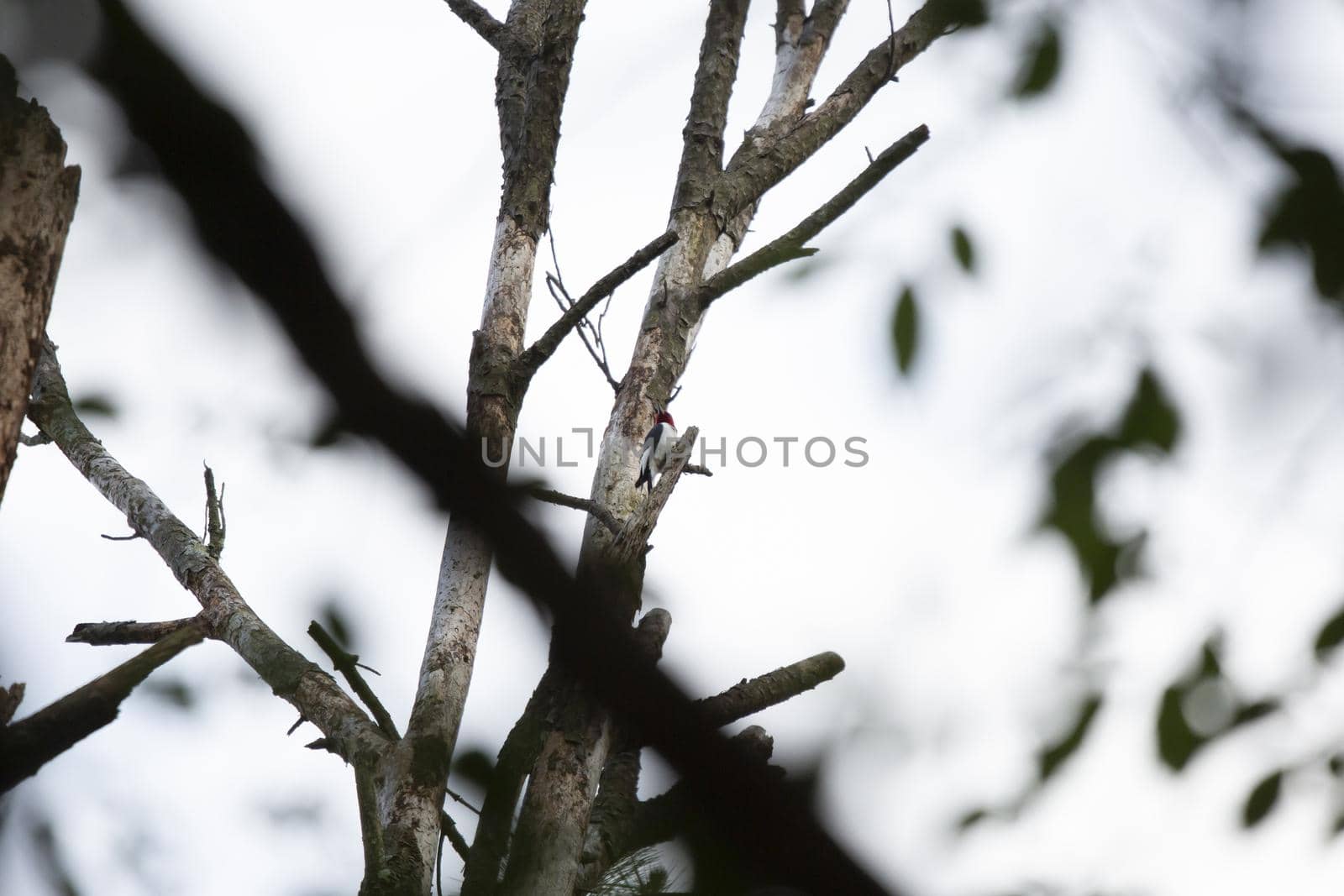 Curious Red-Headed Woodpecker by tornado98