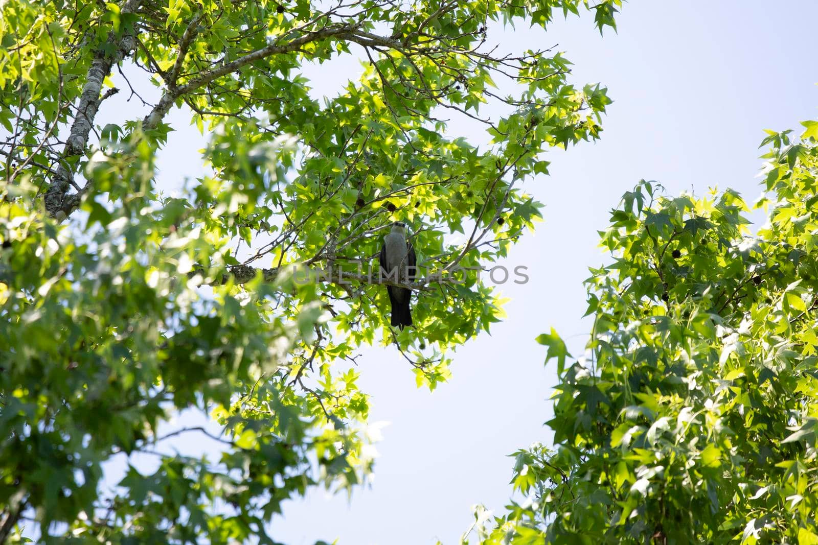 Mississippi kite (Ictinia mississippiensis) looking down curiously from a perch on a tree branch