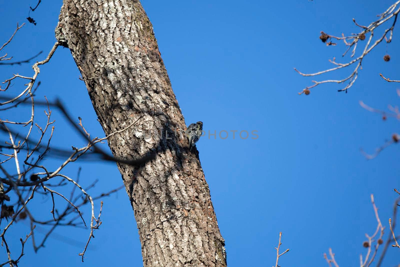 Yellow-bellied sapsucker (Sphyrapicus varius) foraging along a tree on a bright, blue day