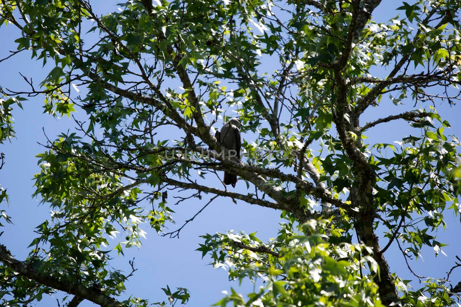 Cautious Mississippi Kite by tornado98