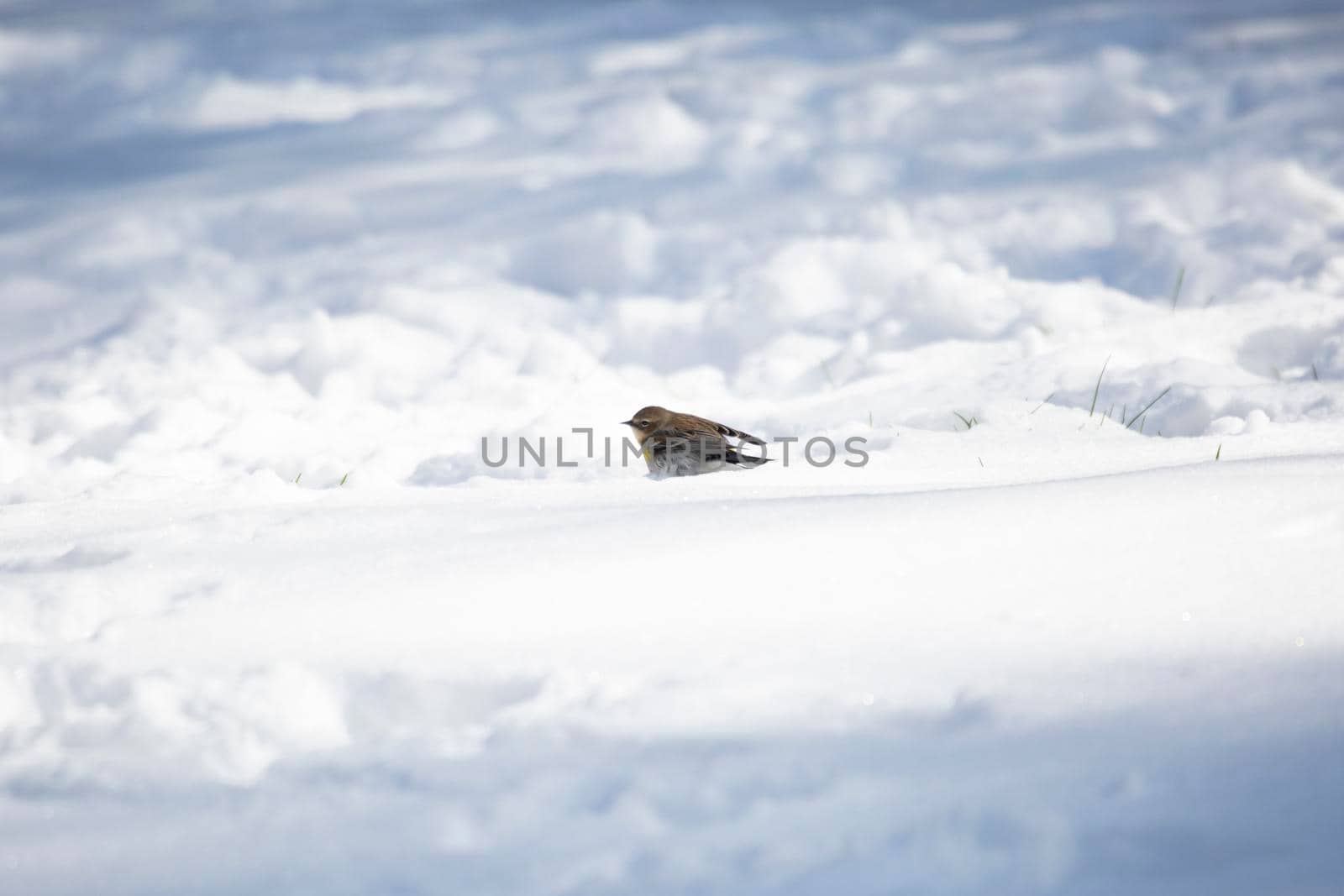 Yellow-Rumped Warbler in the Snow by tornado98