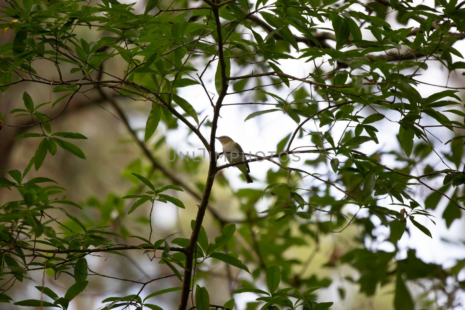 Hungry Red-Eyed Vireo by tornado98