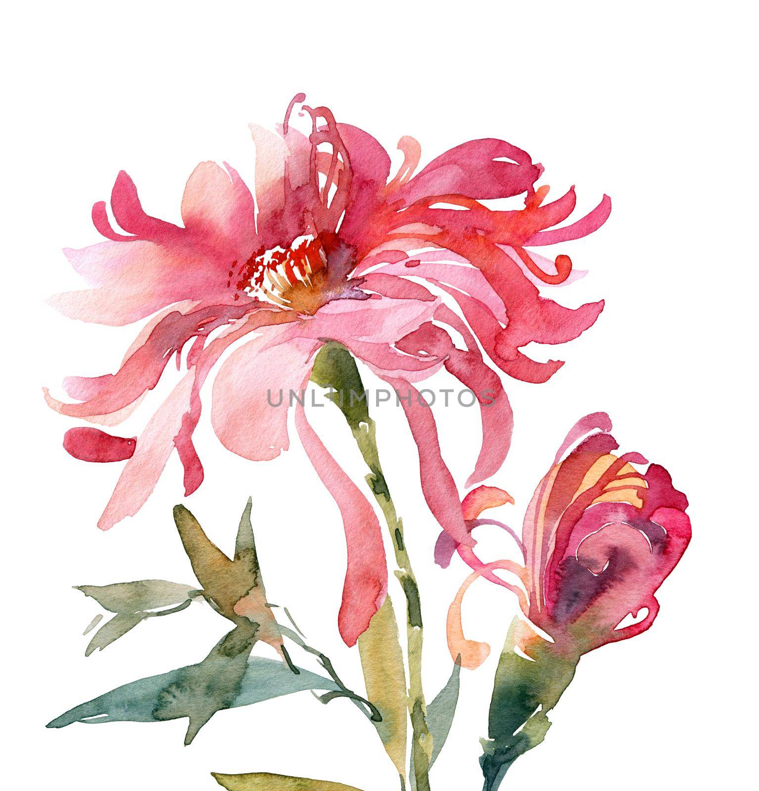 Watercolor illustration of chrysanthemum bouquet - pink flowers, leaves and bud