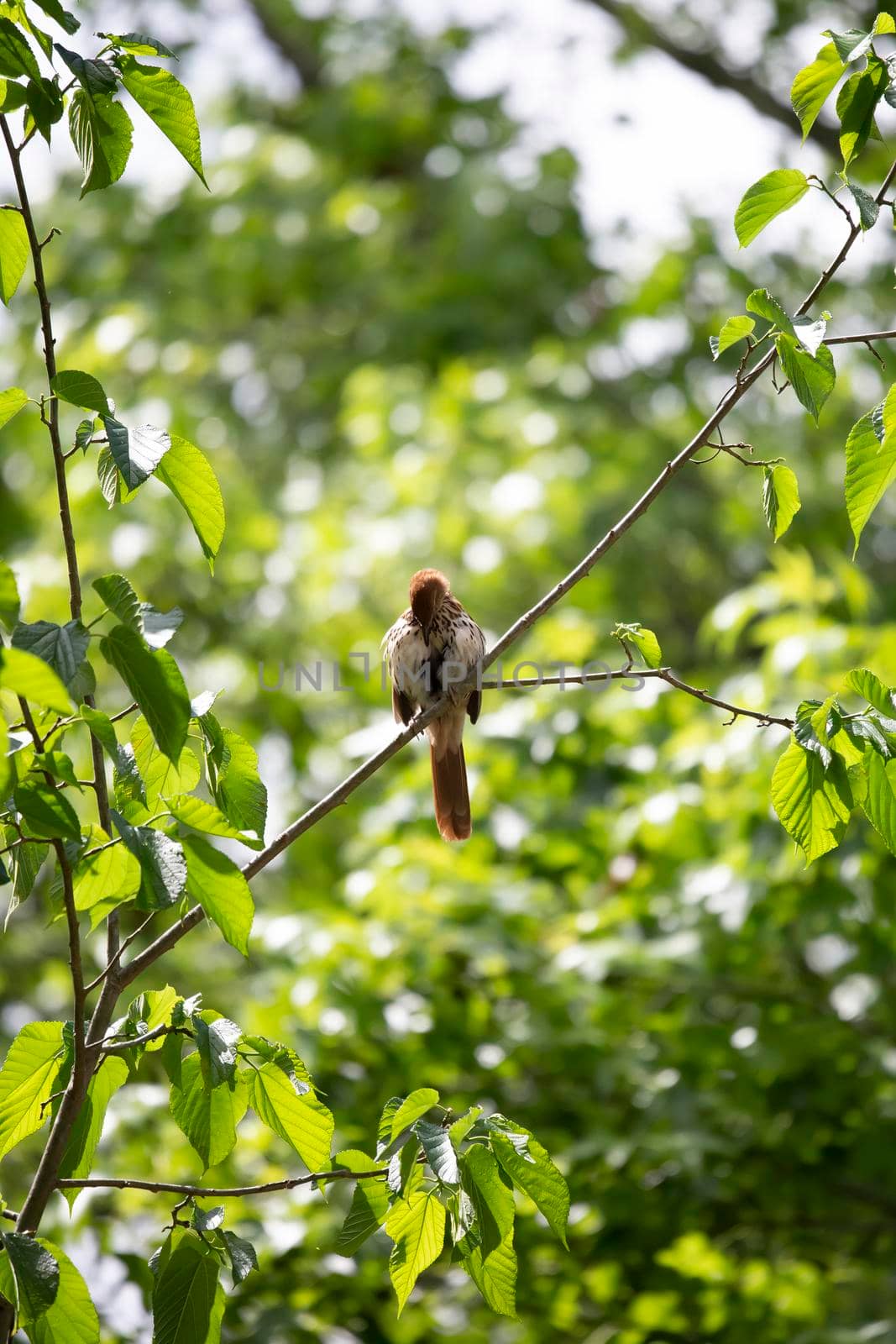 Brown thrasher (Toxostoma rufum) grooming from its perch on a tree branch