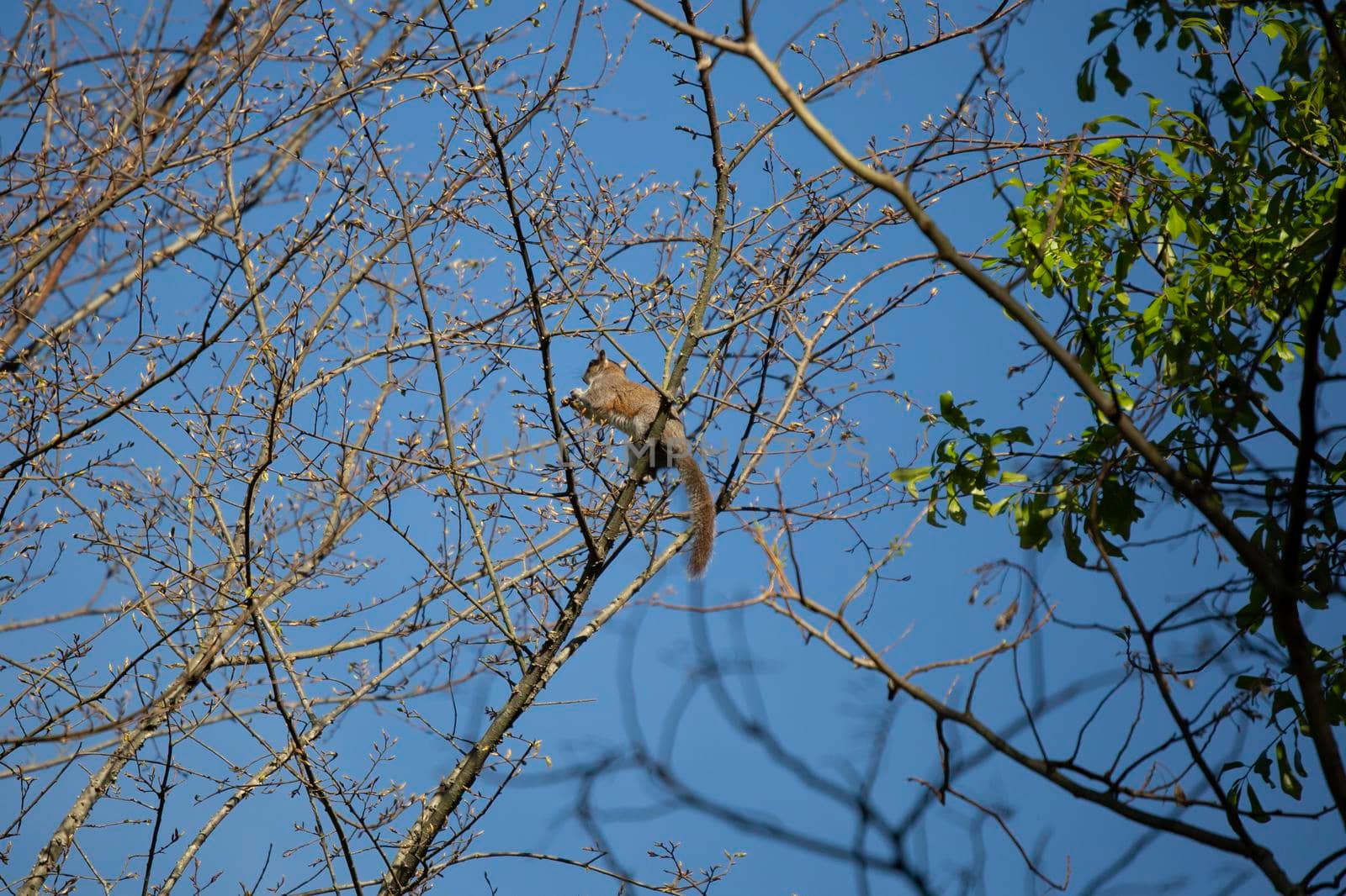 Eastern Gray Squirrel Foraging by tornado98