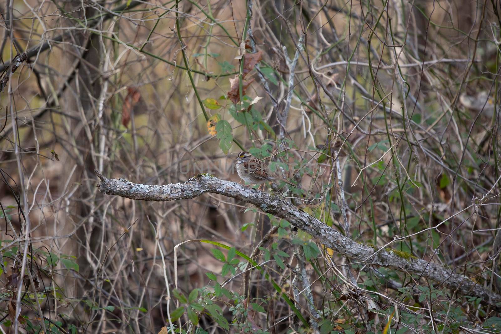 Curious white-throated sparrow (Zonotrichia albicollis) looking around from a tree limb