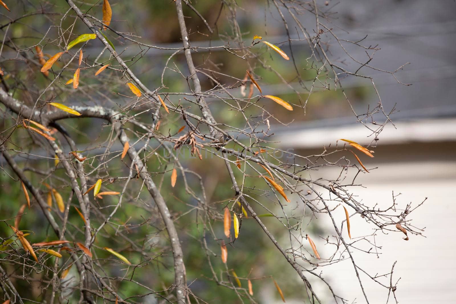 Yellow-rumped warbler (Setophaga coronata) foraging on a tree limb