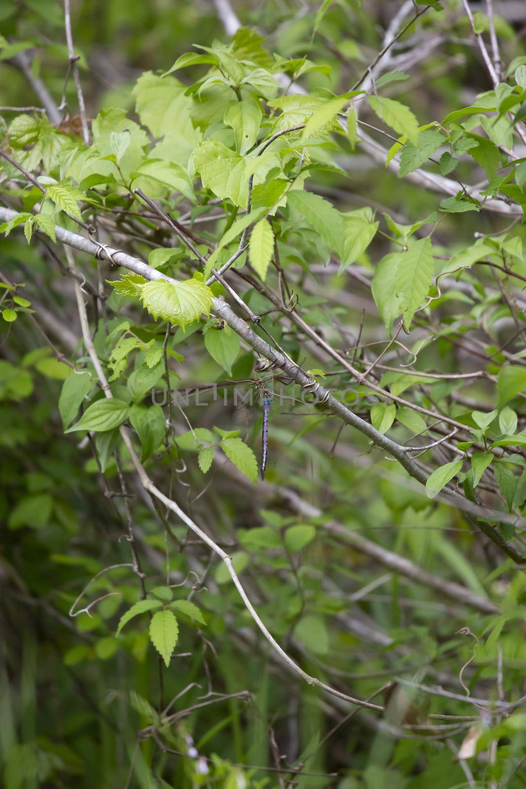 Common green darner (Anax junius) hanging from a limb