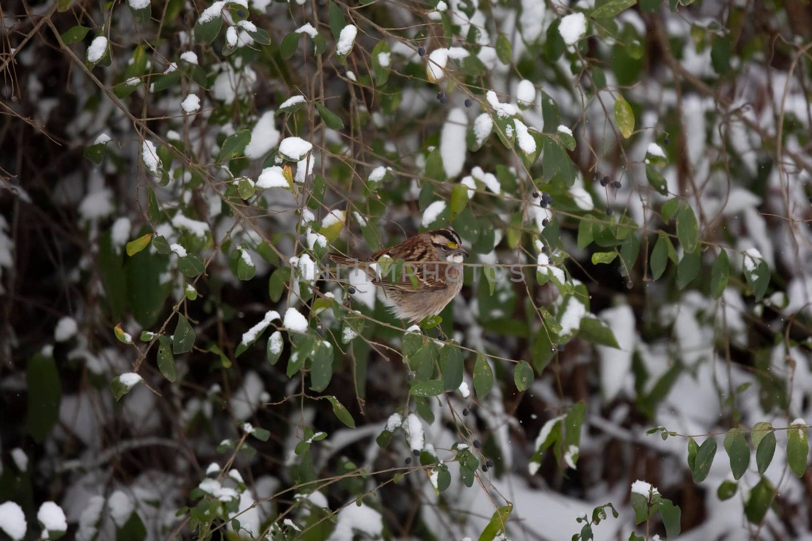 White-throated sparrow (Zonotrichia albicollis) foraging for purple berries on a snow-covered bush