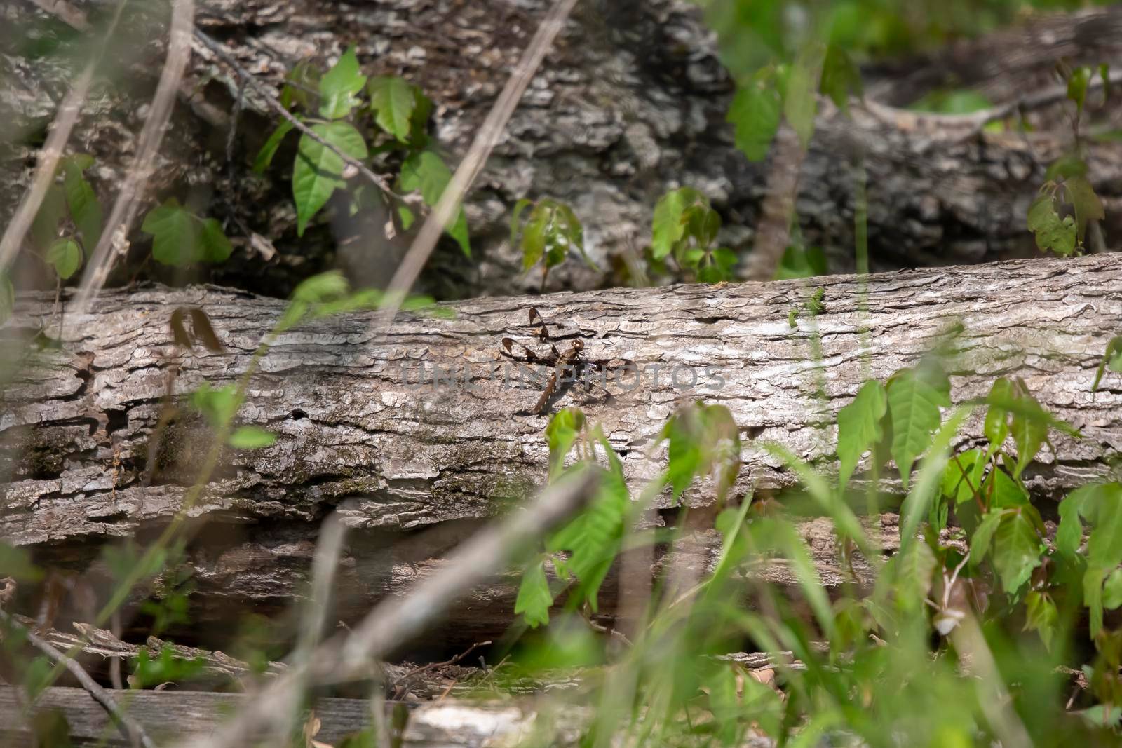 Female white-tailed skimmer (Plathemis lydia) perched on a log