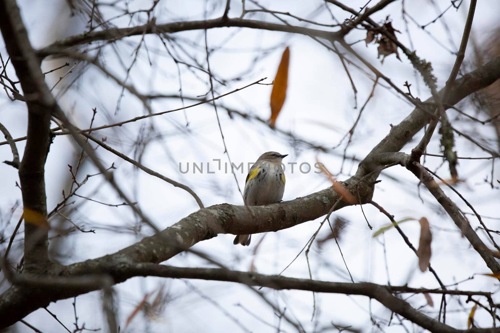 Yellow-rumped warbler (Setophaga coronata) perched majestically on a tree limb
