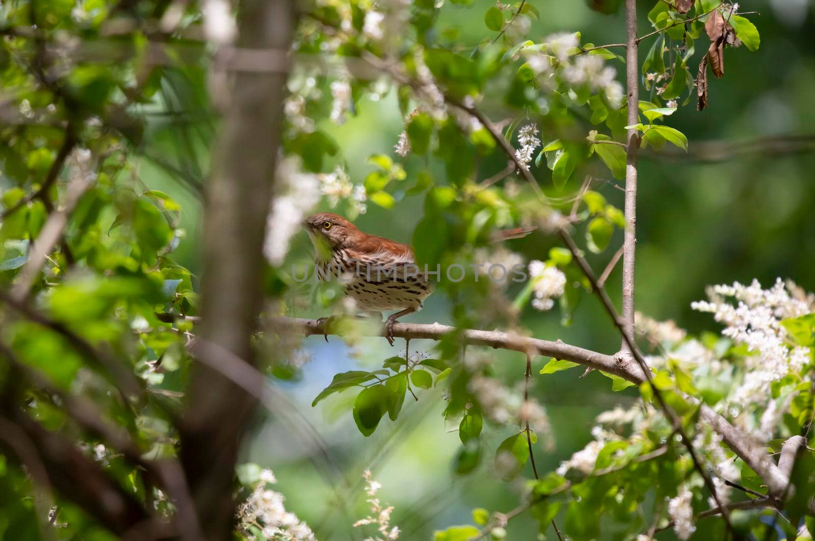 Brown thrasher (Toxostoma rufum) foraging perched on a limb