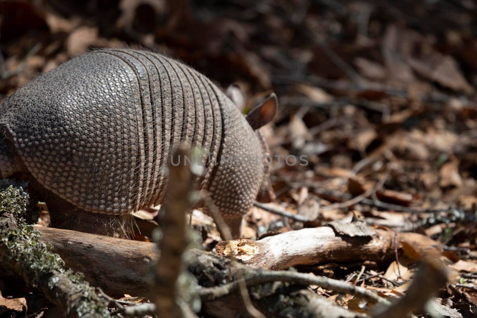 Nine-banded armadillo (Dasypus novemcinctus) foraging for insects in dead leaves and limbs