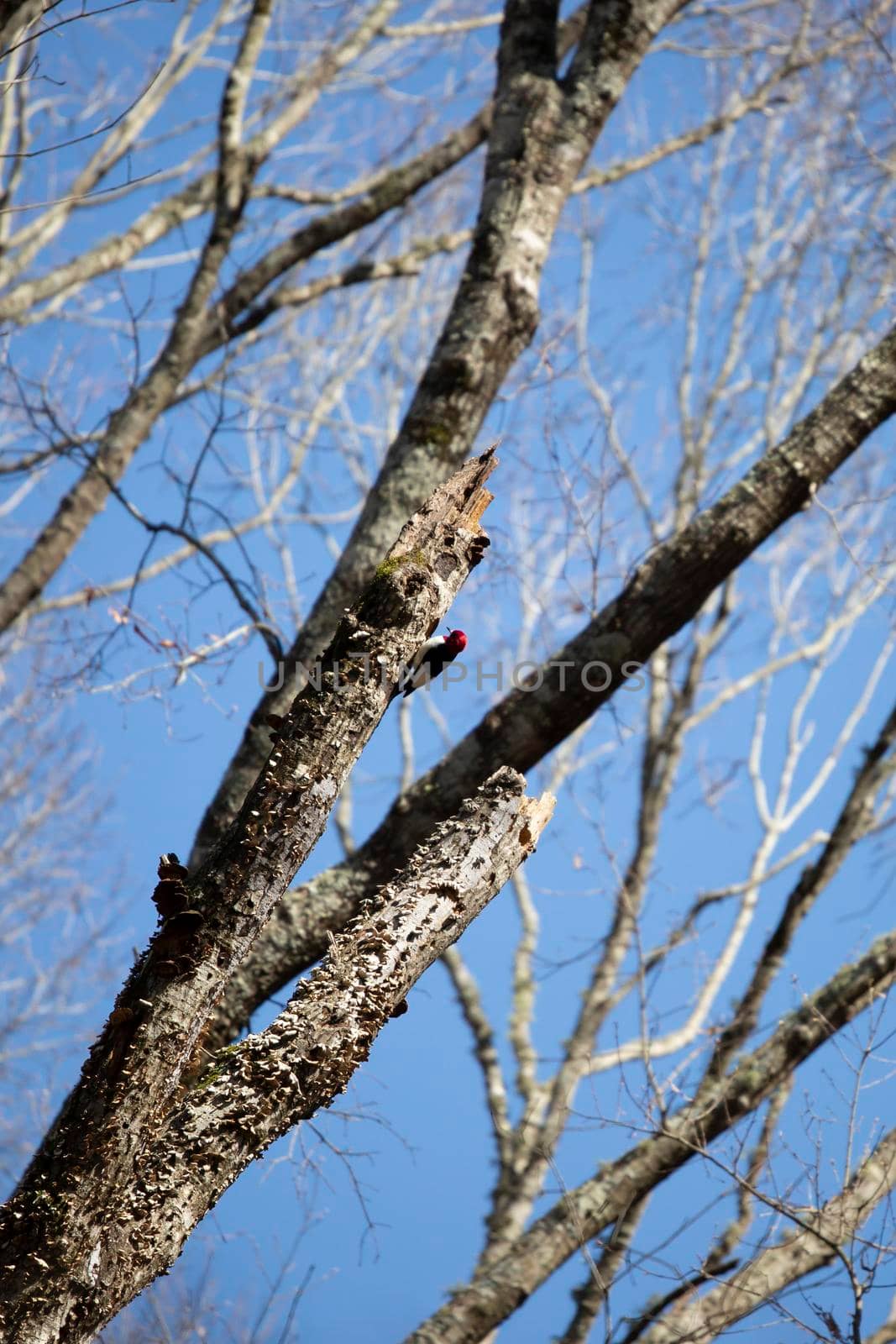 Adult redheaded woodpecker (Melanerpes erythrocephalus) peering into a nesting cavity