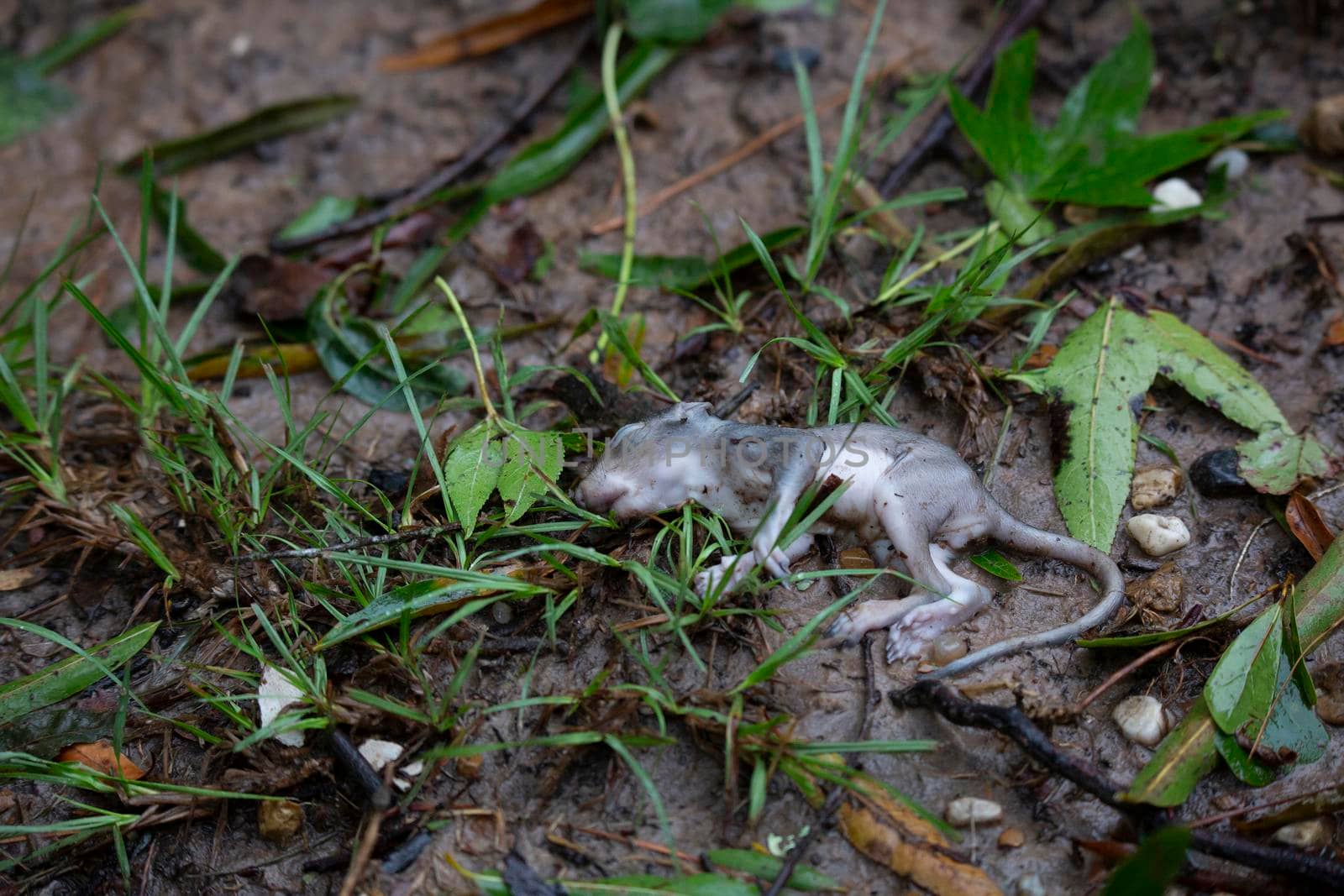 Dead baby eastern gray squirrel (Sciurus carolinensis) on mud