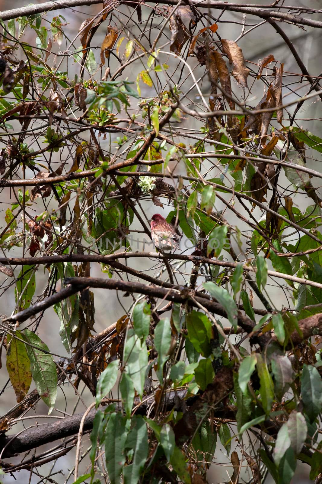 Male purple finch (Haemorhous purpureus) looking around while he forages from a bush