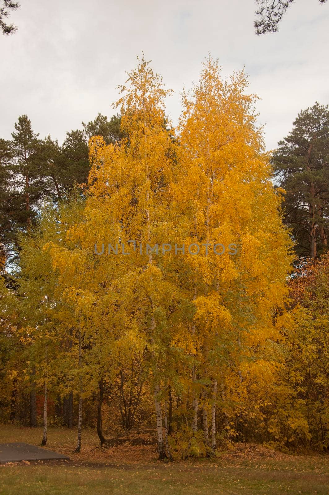 Autumn scenery. Beautiful gold fall in forest. Beautiful scene with birches in yellow autumn birch forest in october among other birches in birch grove