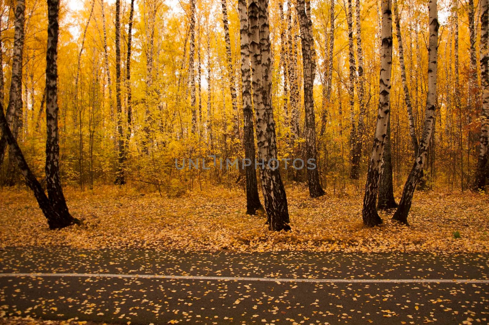 Fallen yellow autumn leaves on the asphalt road in the park Small foliage. Plants. Autumn. Background. Texture. Autumn park. Fallen leaves