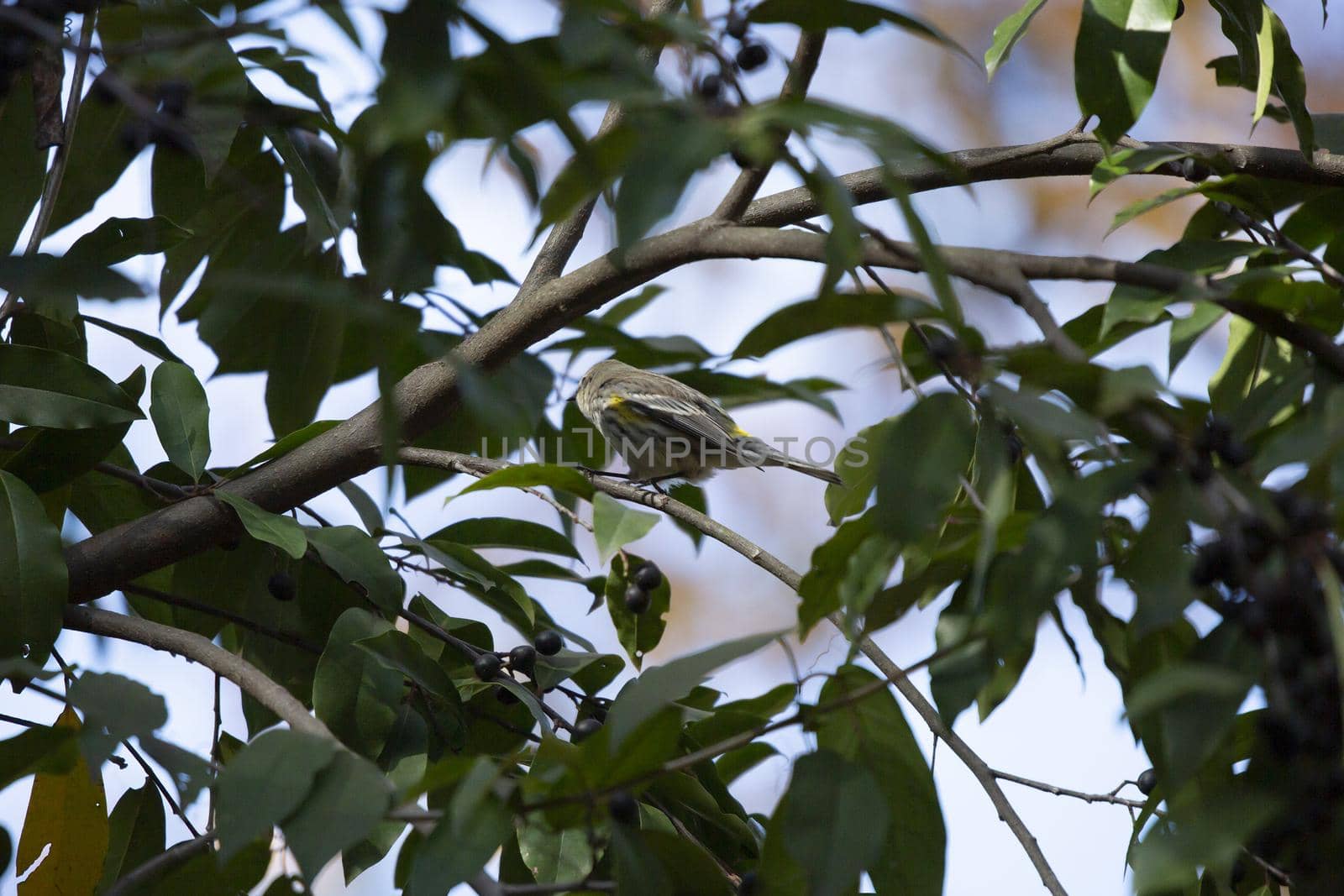 Female Yellow-Rumped Warbler by tornado98