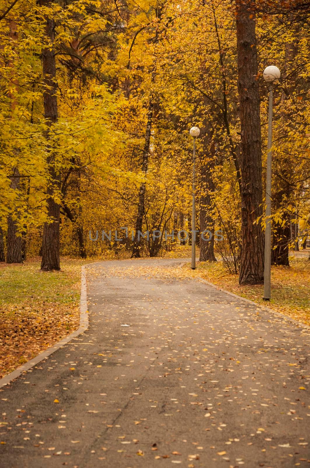 asphalt road with beautiful trees on the sides in autumn by inxti