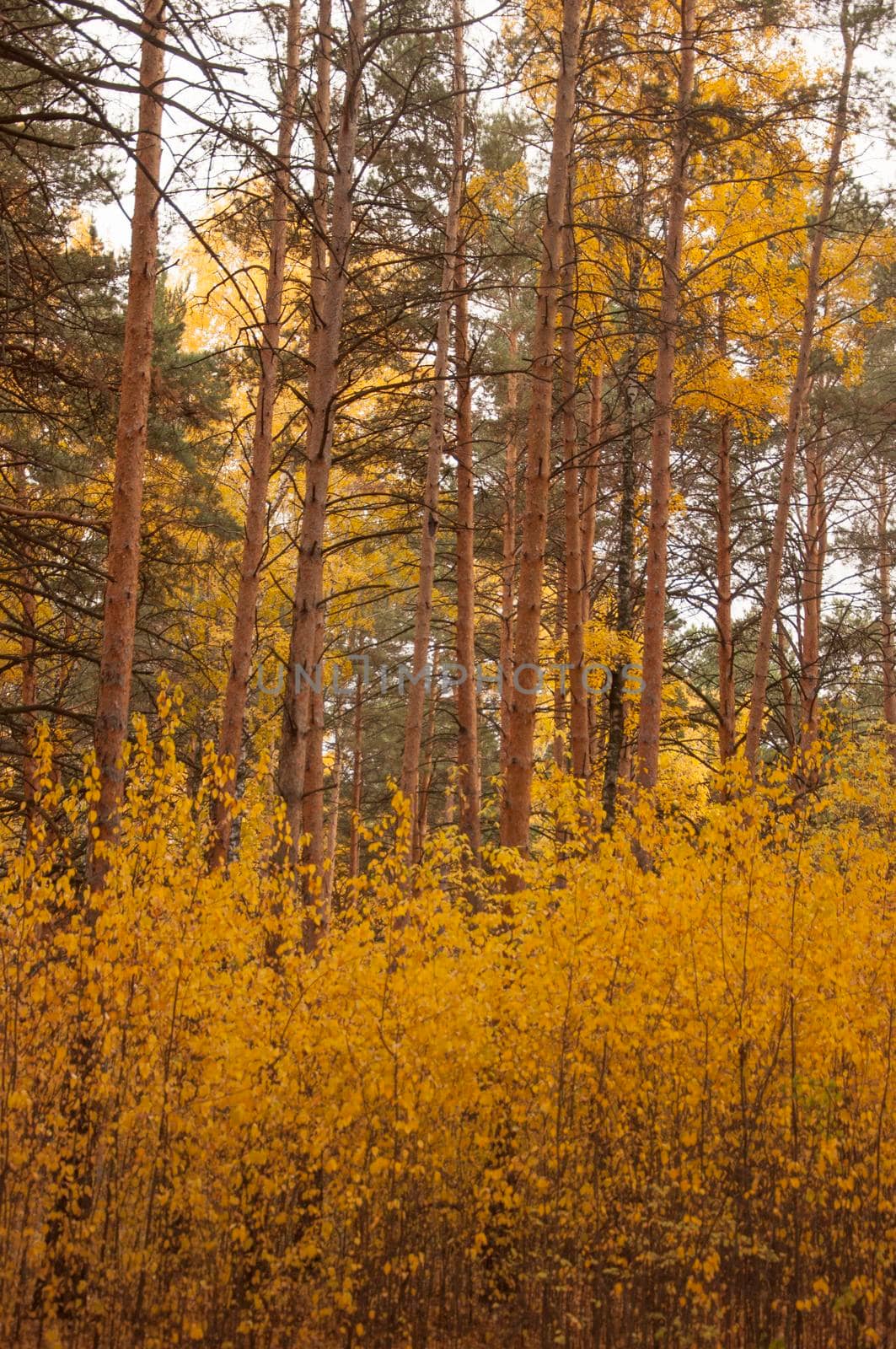 Autumn scenery. Beautiful gold fall in forest. Beautiful scene with birches in yellow autumn birch forest in october among other birches in birch grove