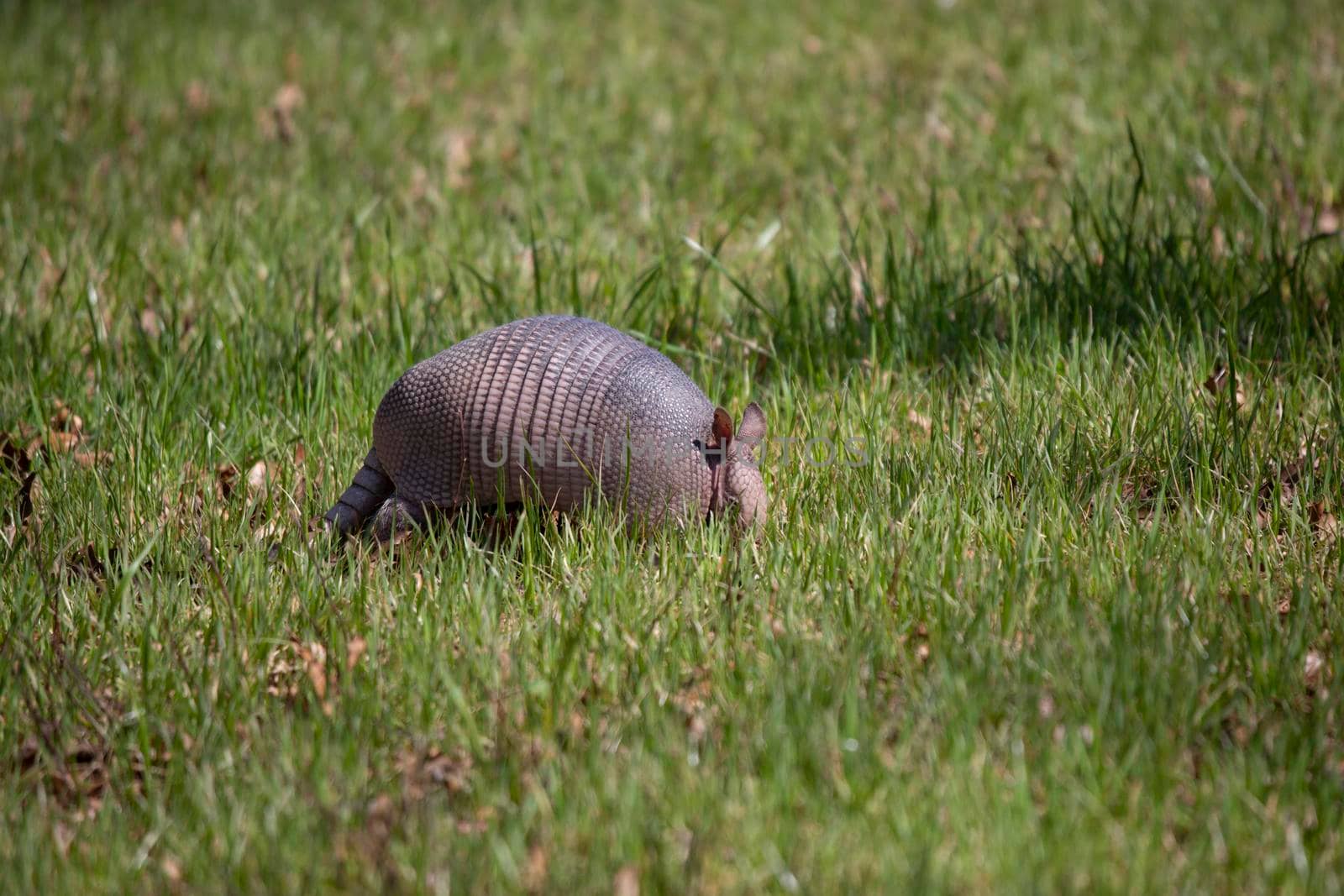 Nine-Banded Armadillo Foraging by tornado98