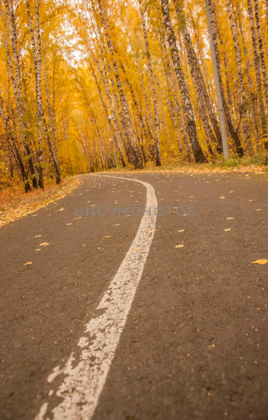 asphalt road with beautiful trees on the sides in autumn by inxti