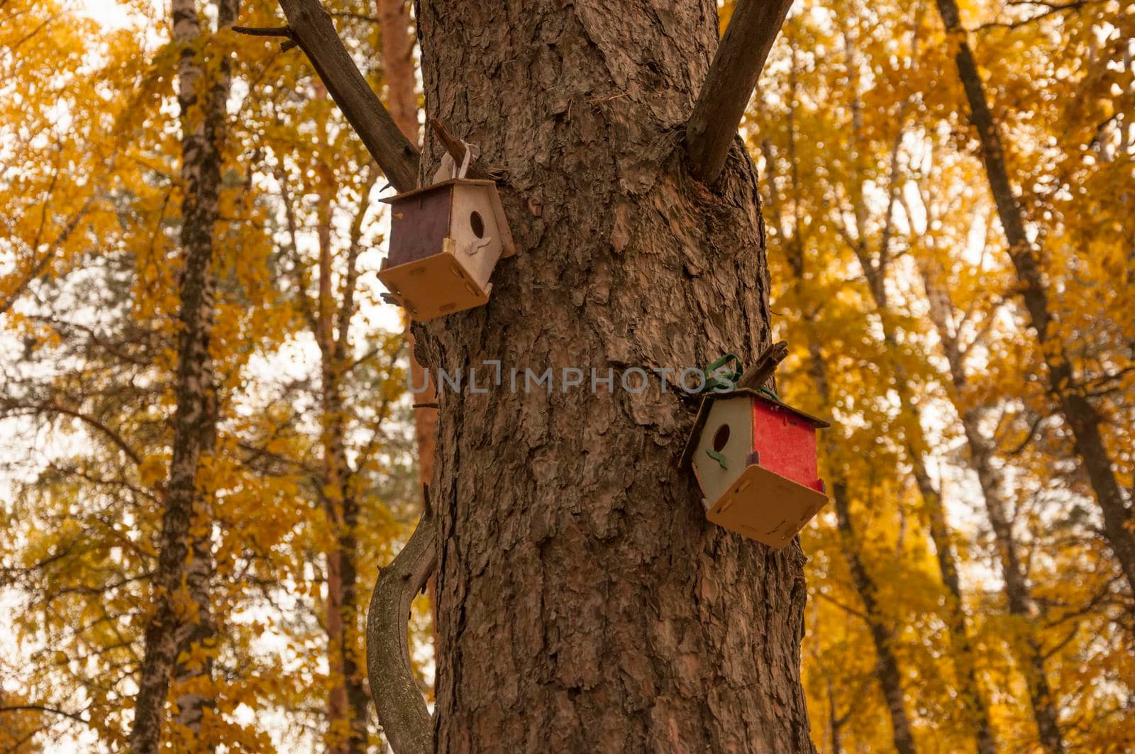 Feeders for birds in the autumn park