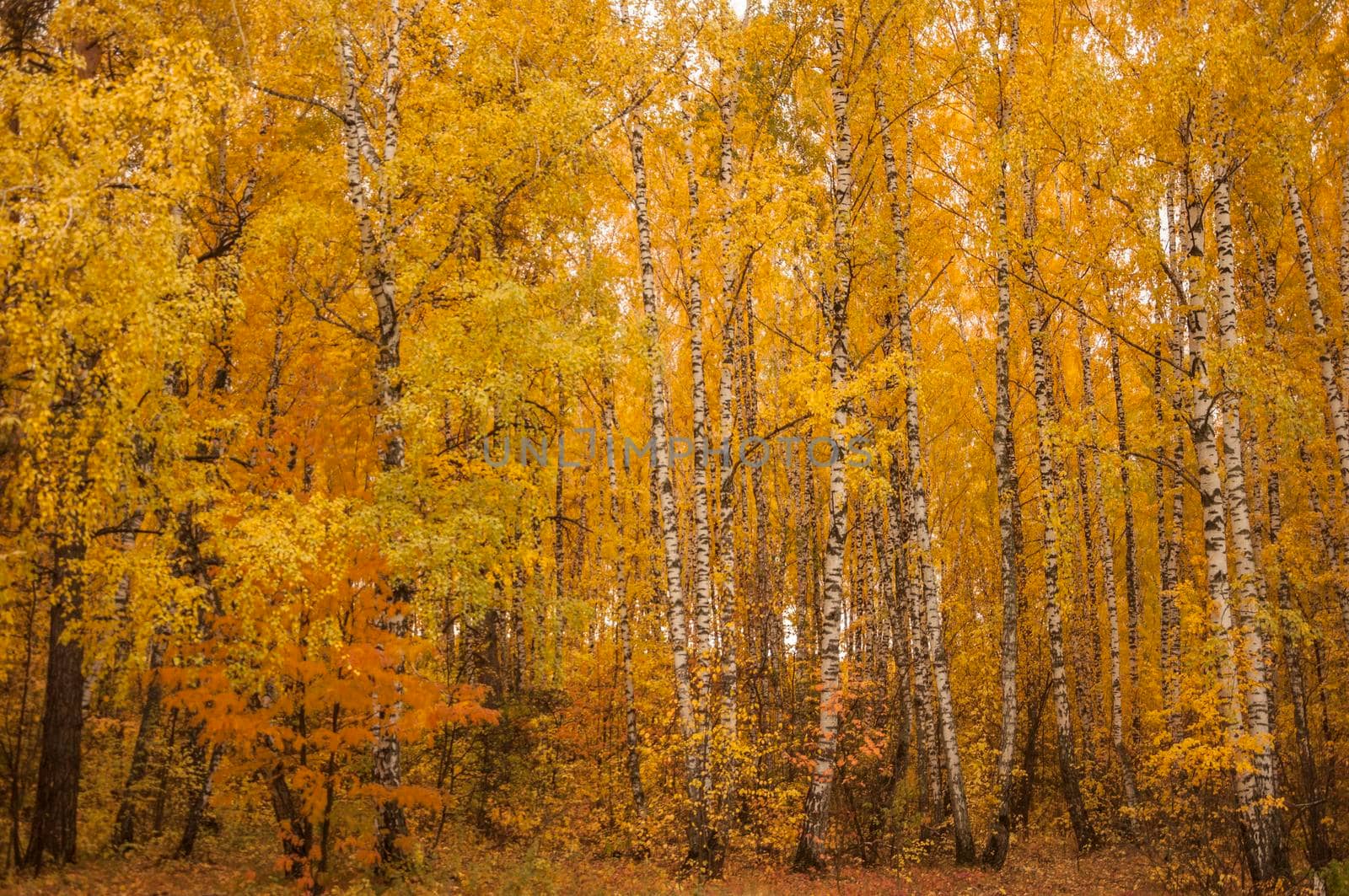 Autumn scenery. Beautiful gold fall in forest. Beautiful scene with birches in yellow autumn birch forest in october among other birches in birch grove