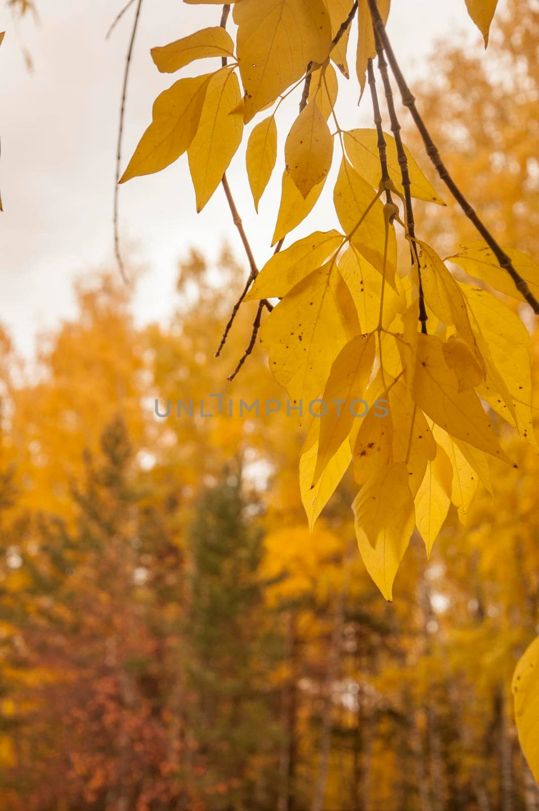 Autumn scenery. Beautiful gold fall in forest. Beautiful scene with birches in yellow autumn birch forest in october among other birches in birch grove