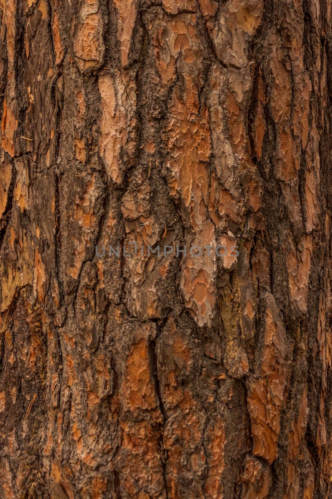 Close up of bark on tree stump. Old tree. many years old. carbon sink. close up of bark.macro photography. multi use. blog. article. background or backdrop. sunlight on bark.