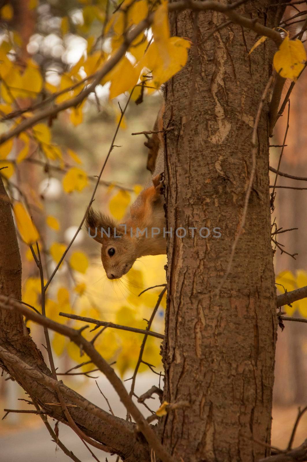 red squirrel in the autumn forest by inxti