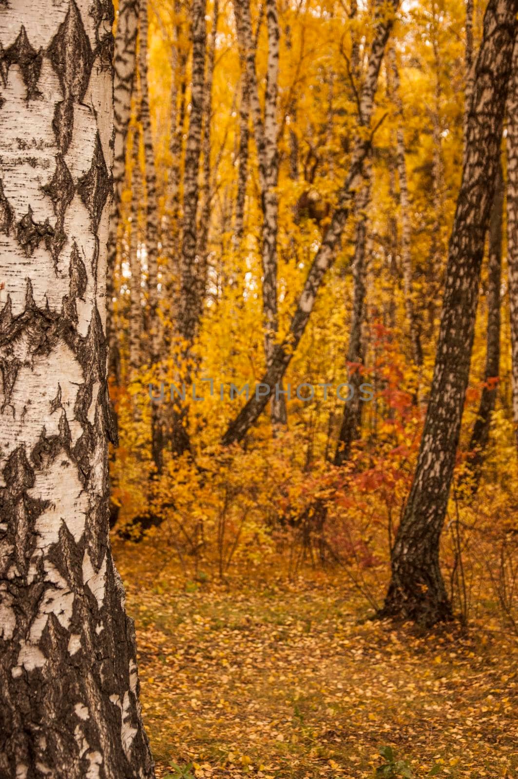 Autumn scenery. Beautiful gold fall in forest. Beautiful scene with birches in yellow autumn birch forest in october among other birches in birch grove