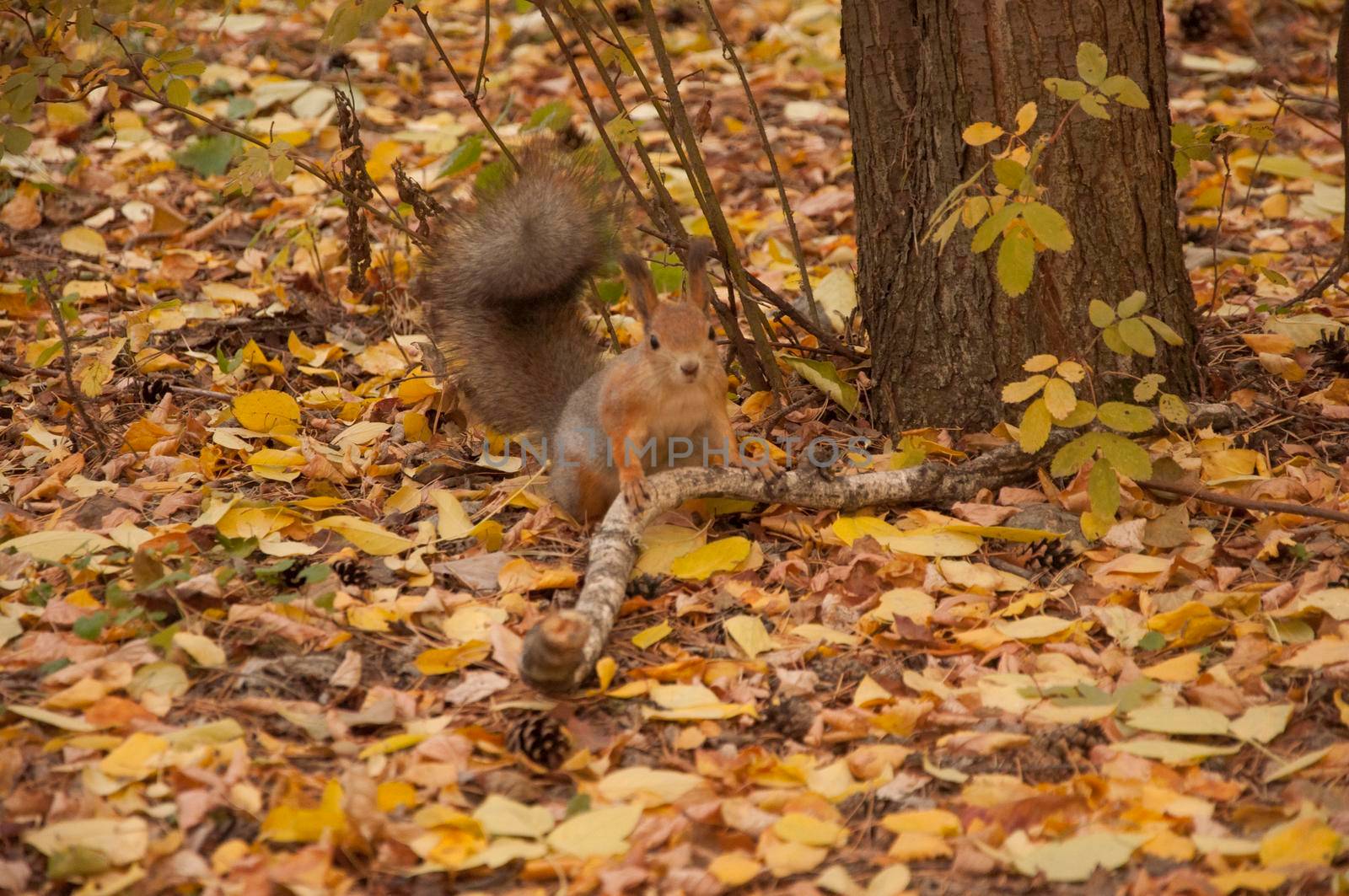  A wild squirel captured in a cold sunny autumn day