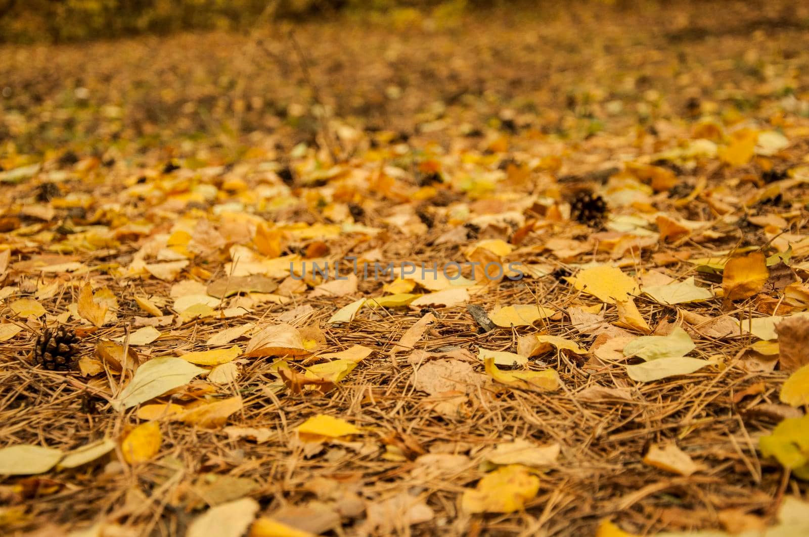 Yellow, orange and red october autumn leaves on ground in beautiful fall park. Fallen golden autumn leaves close up view on ground in sunny morning light yard. November nature macro leaf background by inxti