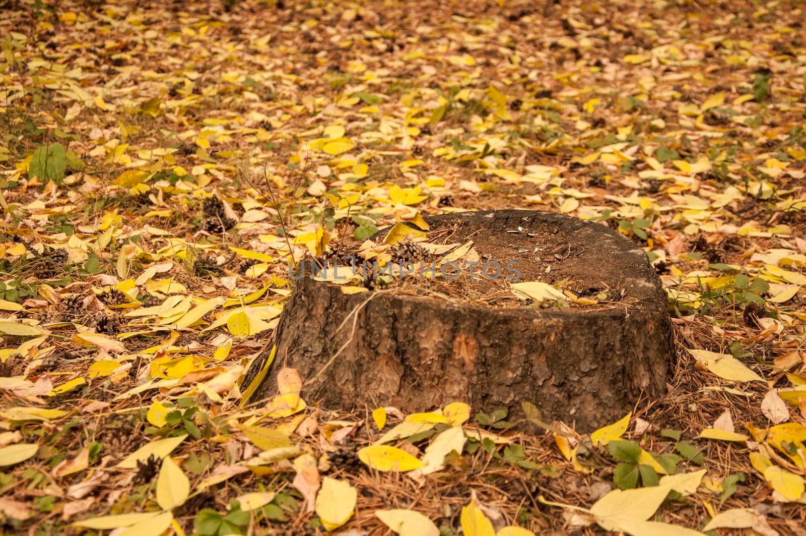 Old scenic stump among fallen autumn leaves by inxti