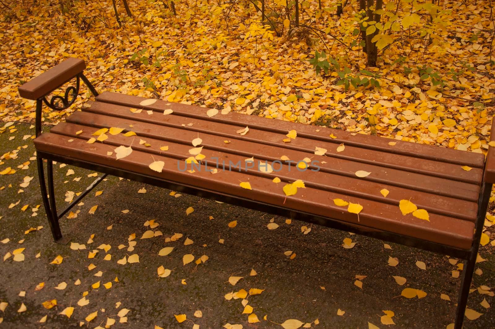 Autumn landscape, autumn in the city park. City park bench in the fall park, yellow fallen leaves on the road, autumn trees and golden autumn leaves, park landscape