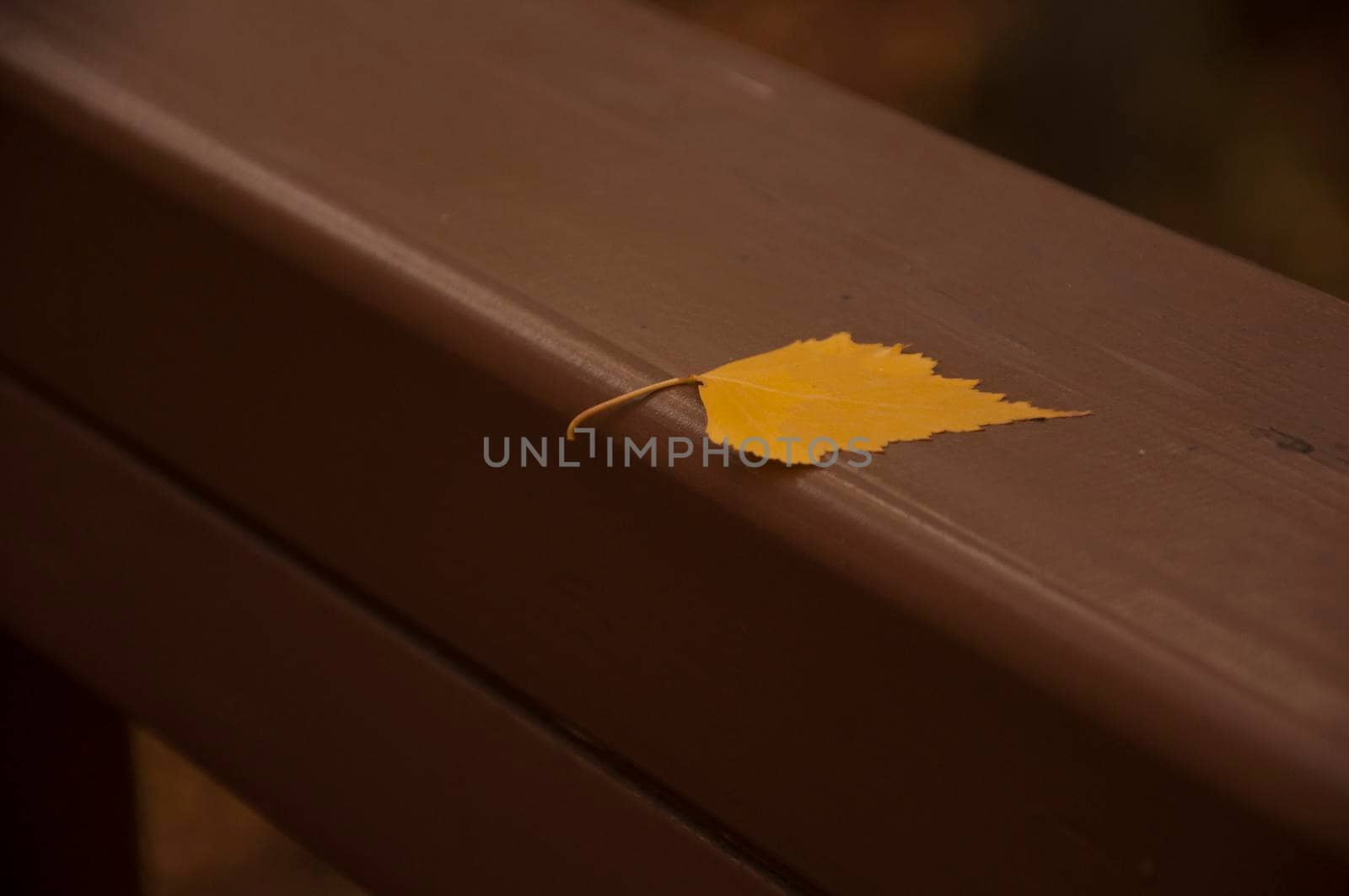fallen birch leaf lies on the open wooden platform floor of the city park, symbolizing the beginning of autumn and the end of summer