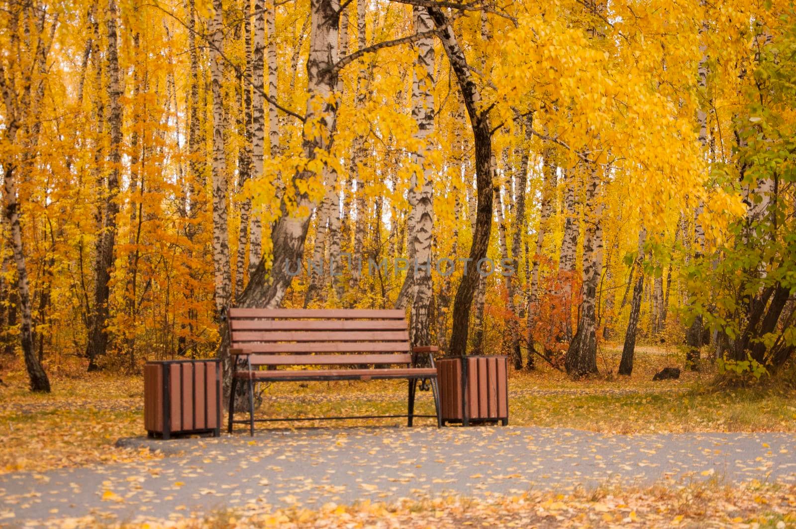 Autumn landscape, autumn in the city park. City park bench in the fall park, yellow fallen leaves on the road, autumn trees and golden autumn leaves, park landscape