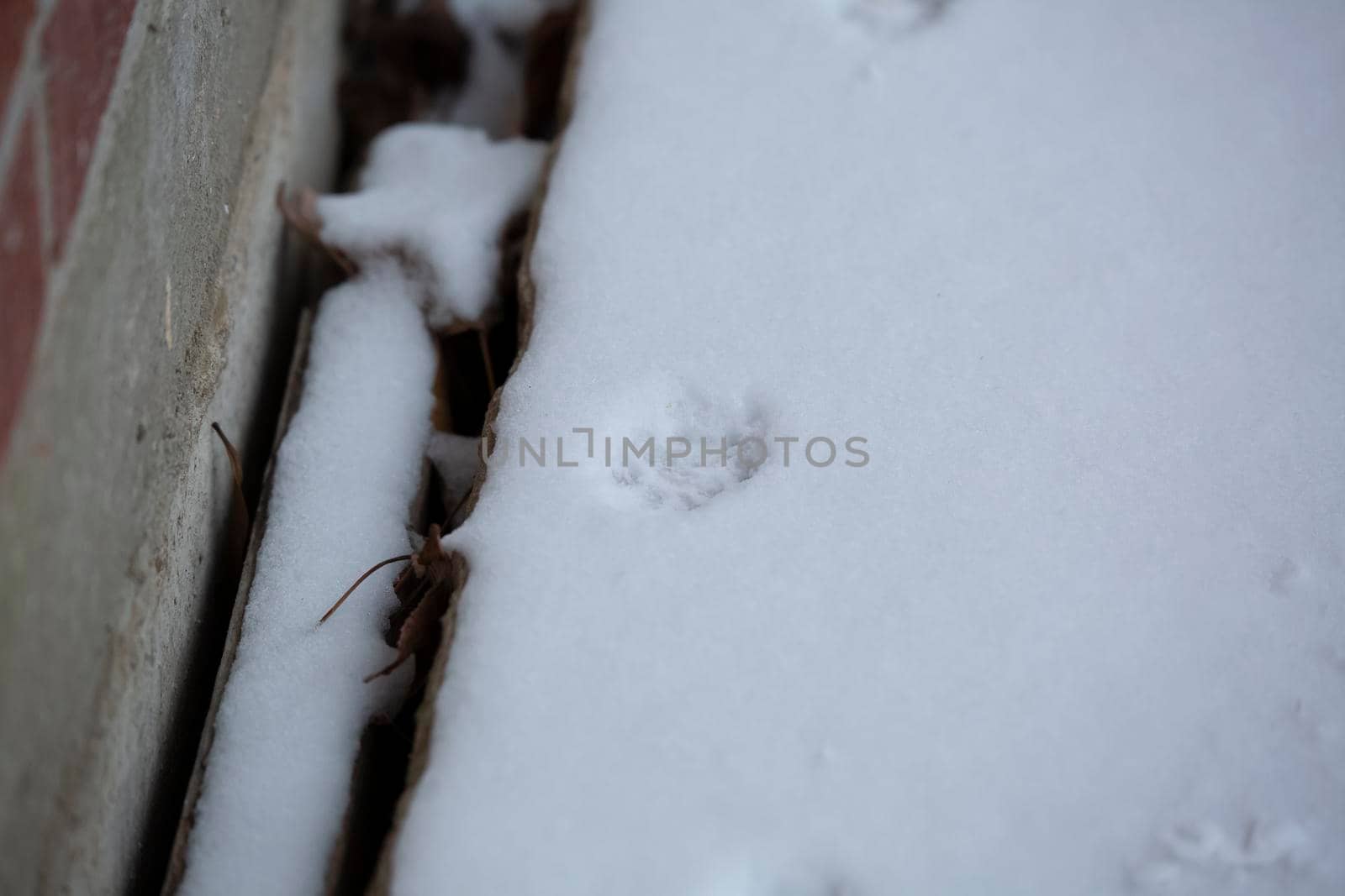 Small Cat Tracks in the Snow by tornado98