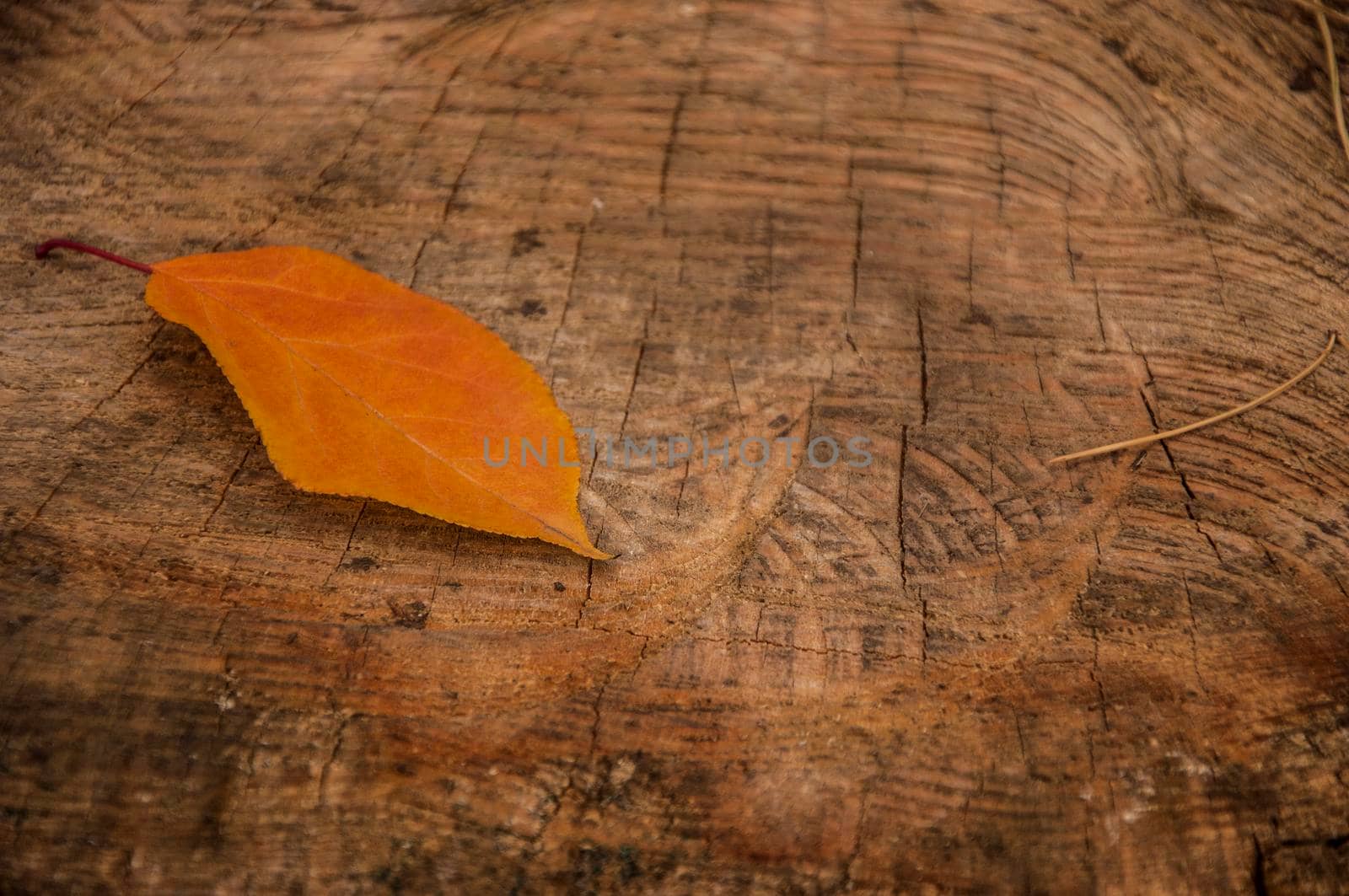 Yellow leaf in the forest on a dark stump. symbol of autumn season. Fall time concept. flat lay. copy space by inxti