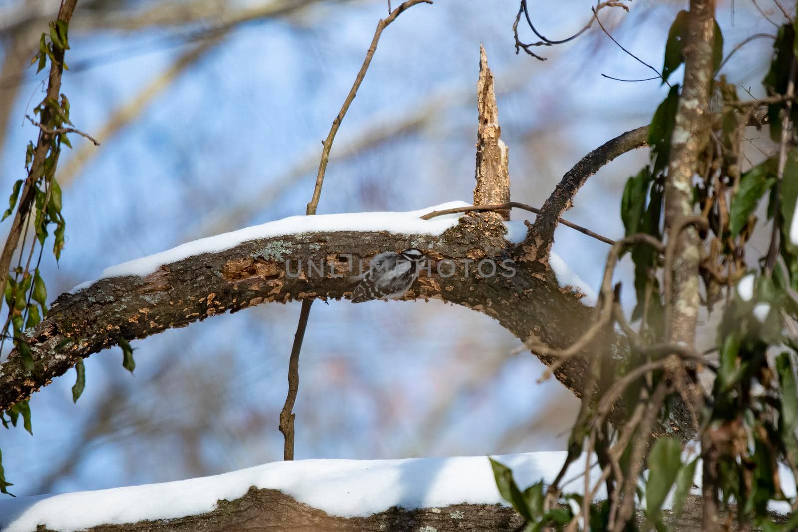 Female downy woodpecker (Picoides pubescens) foraging along the side of a snow-covered tree limb