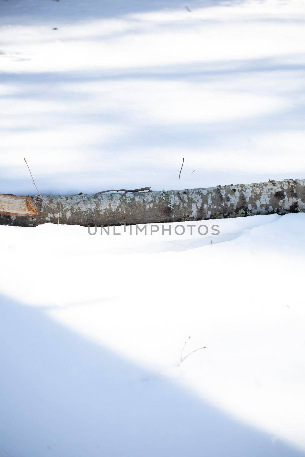 Fallen Tree in the Sleet by tornado98