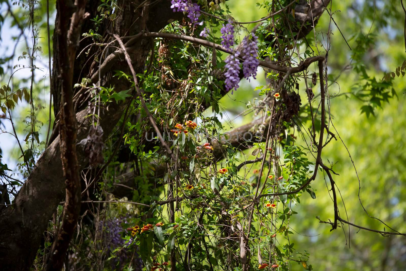 Trumpet Vines on a Tree by tornado98