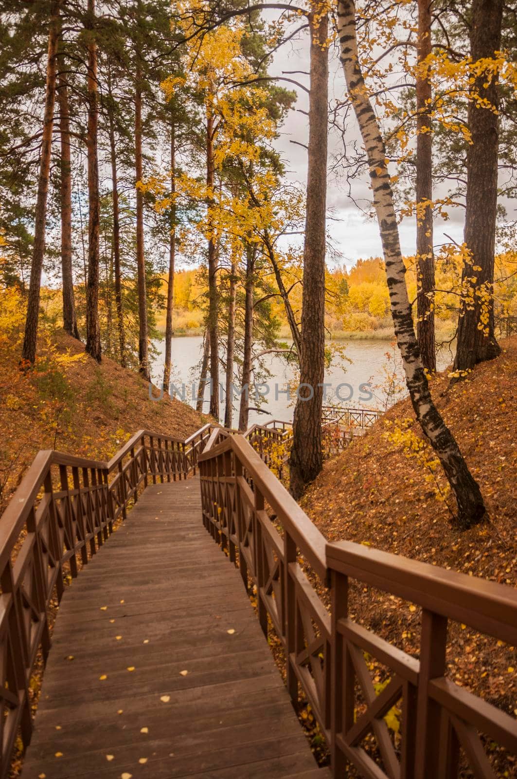 Old wooden bridge with stairs in forest. Staircase in the wood. Footbridge in park. Adventure and explore concept. by inxti