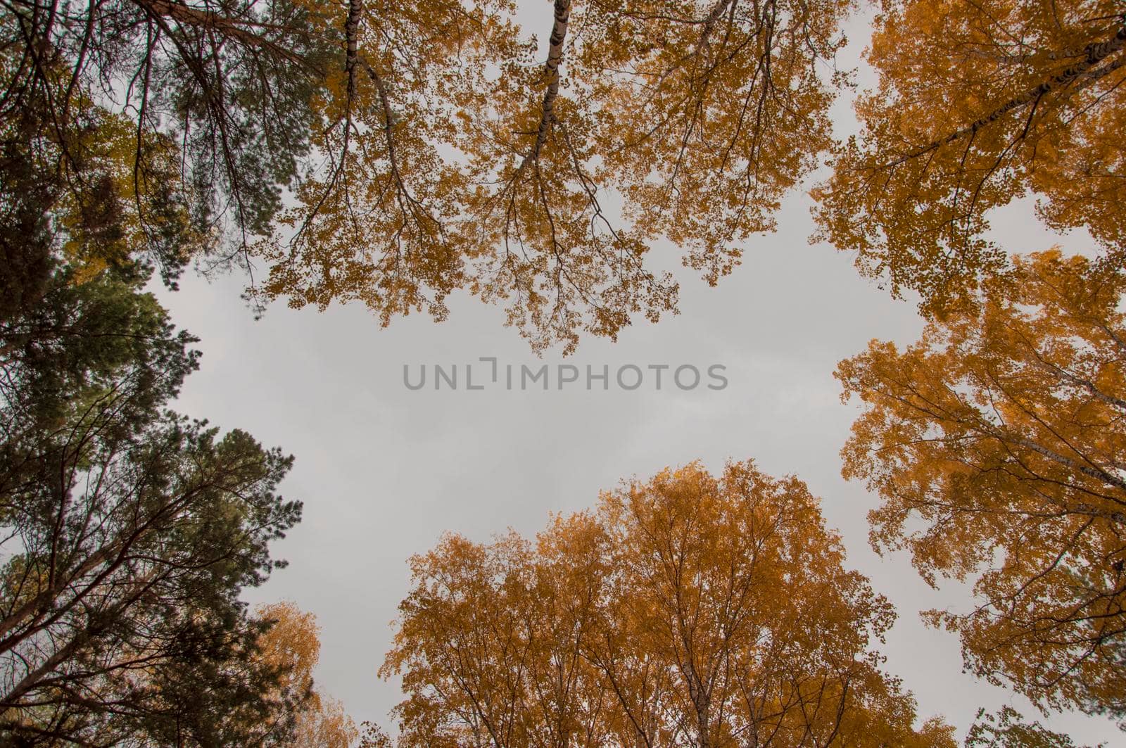 Autumn forest background. Vibrant color tree, red orange foliage in fall park. Nature change scene. Yellow leaves in october season Sun in blue sky. by inxti