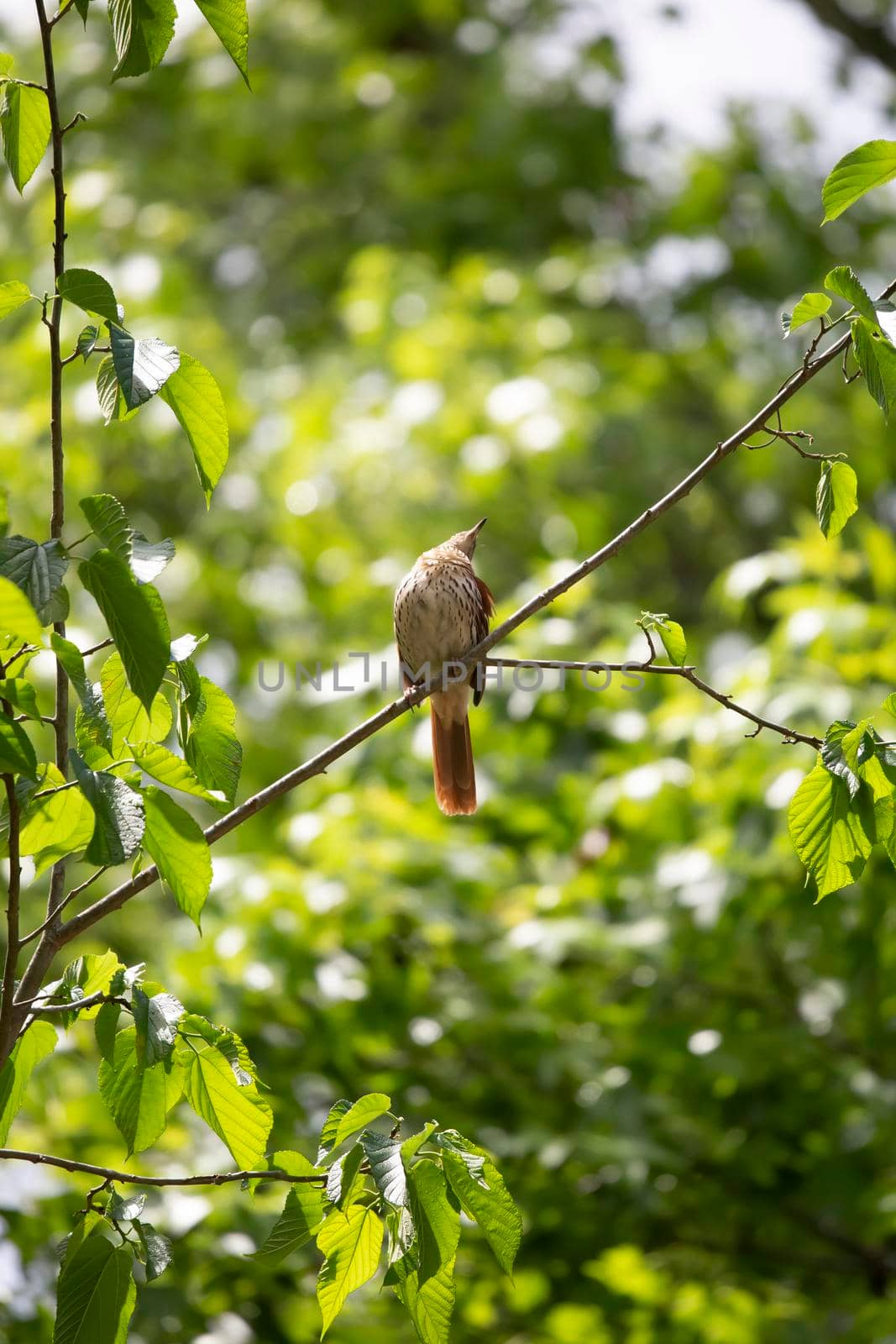 Curious Brown Thrasher on a Tree by tornado98