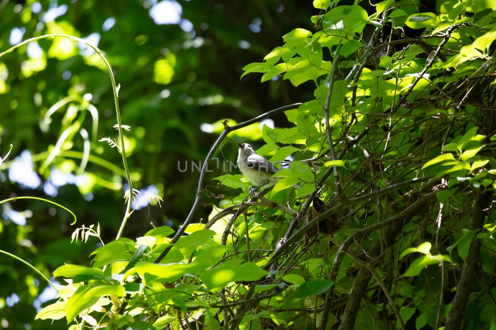 Tufted titmouse (Baeolophus bicolor) looking around majestically from its perch on a tree branch