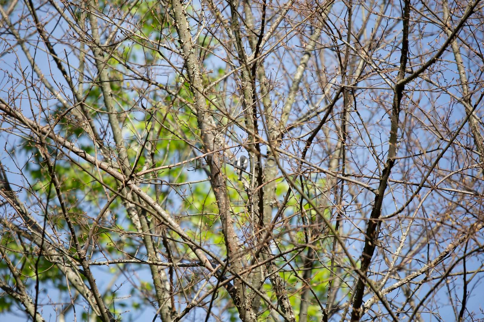 Curious blue-gray gnatcatcher (Polioptila caerulea) looking out majestically from a tree branch on a pretty day