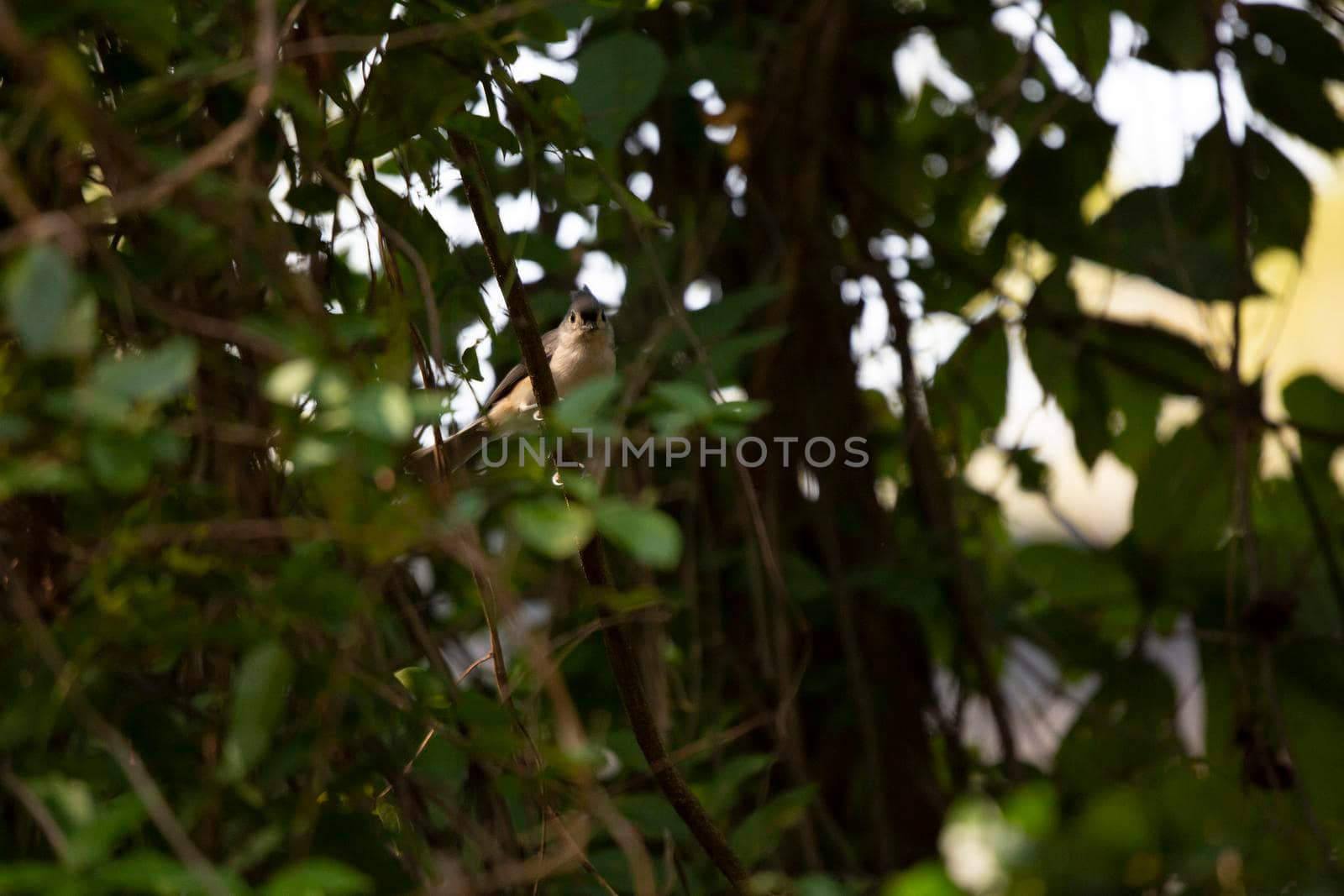 Curious Tufted-Titmouse on a Vine by tornado98